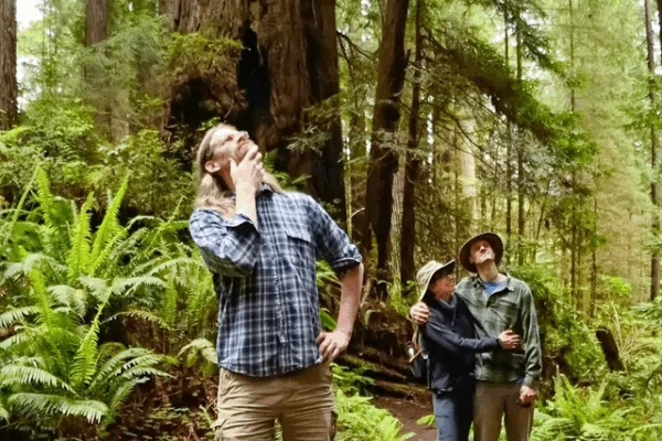 Person hiking and looking at Redwood Trees