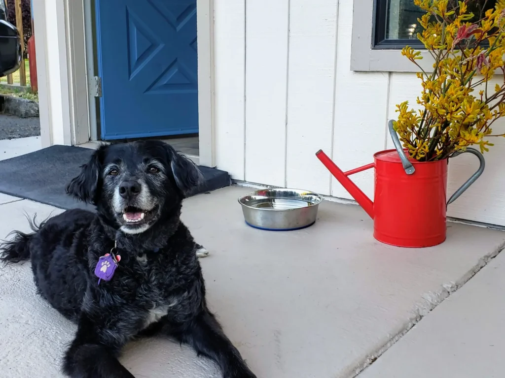 Black dog outside of Casa Secoya