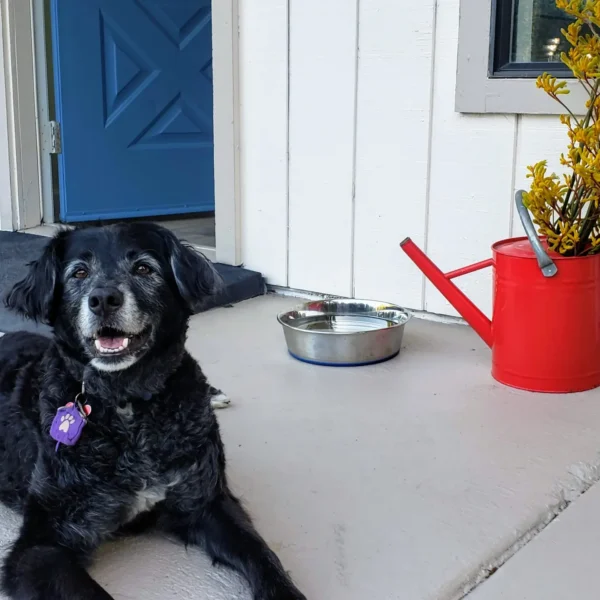 Black dog outside of Casa Secoya