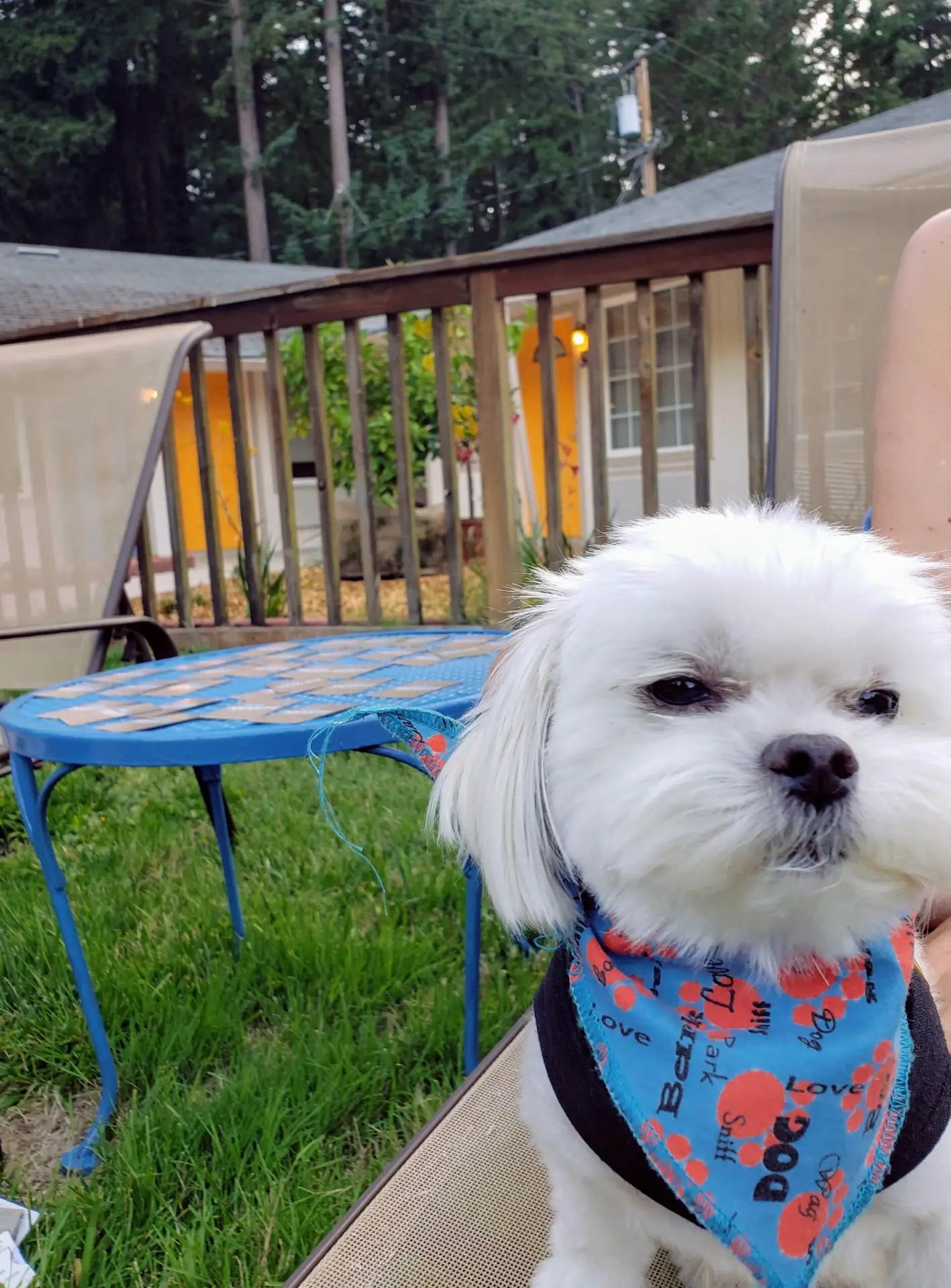White dog looking at camera