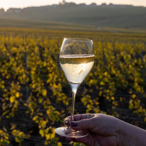 Tasting of grand cru sparkling brut white wine champagne on sunny vineyards of Cote des Blancs in village Cramant, Champagne, France, glass of wine