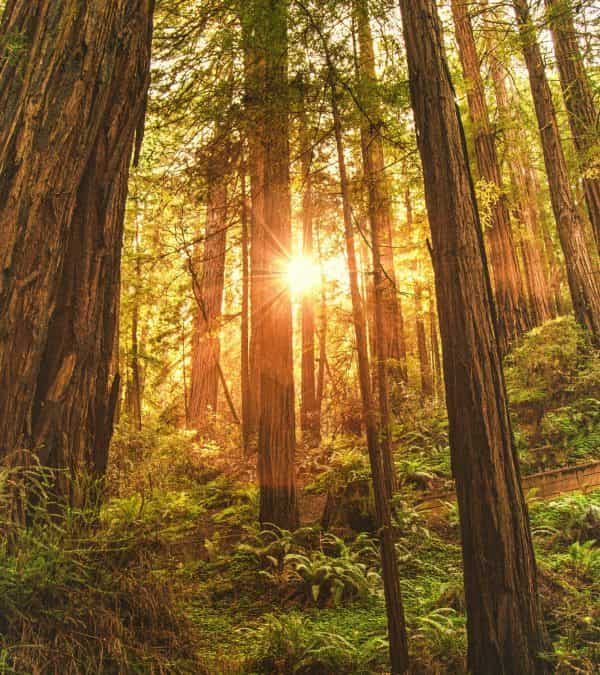 Redwood trees with sun shining through
